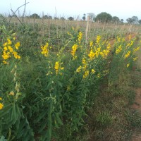 Crotalaria juncea L.